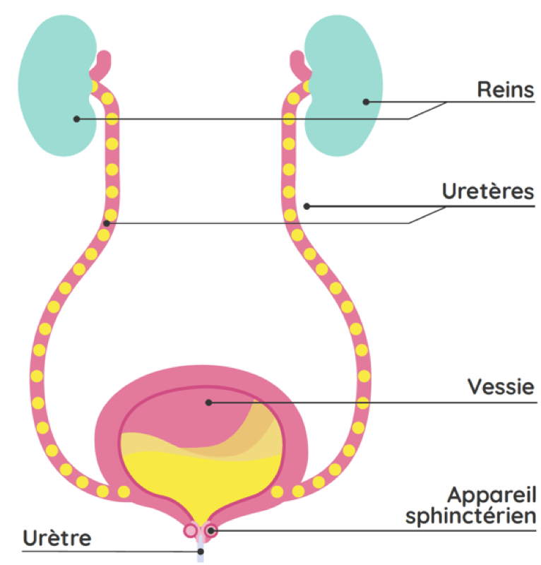 Urologie fonctionnelle et Neurourologie Urologie CHU Lille