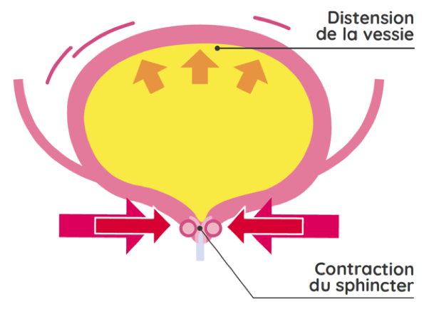 Combien De Temps Met L'eau A Descendre Dans La Vessie Urologie fonctionnelle et Neuro-urologie - Urologie CHU Lille